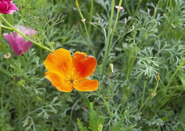 Bellissimo fiore d'arancio sullo sfondo dell'erba verde — Foto Stock