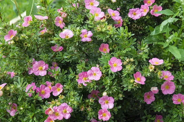 Potentilla fruticosa arka plan yeşil levha üzerinde yıl bahçesinde