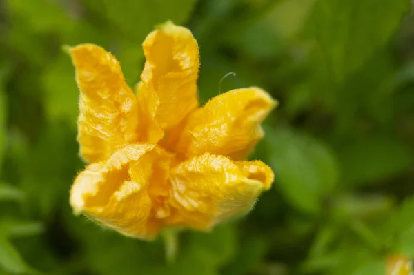 Fleur orange de la citrouille sur fond vert feuille Photo De Stock