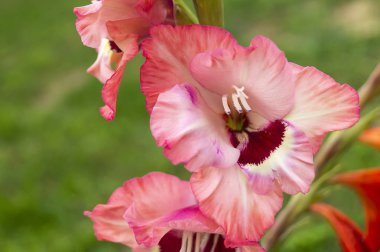 Yeşil arka plan üzerinde Gladiolus gül çiçeği