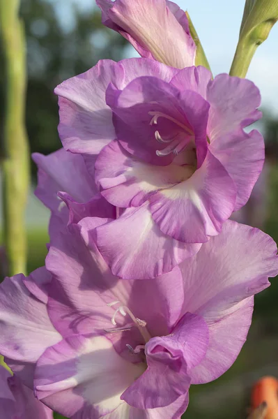 Rosa fiore del Gladiolo su sfondo verde — Foto Stock