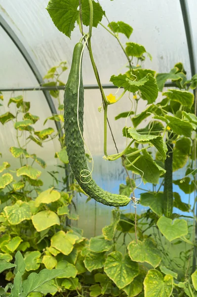 Green cucumber grows in hothouse — Stock Photo, Image