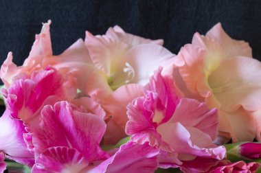 Buket gladiolus karanlık üzerine dayanıyor