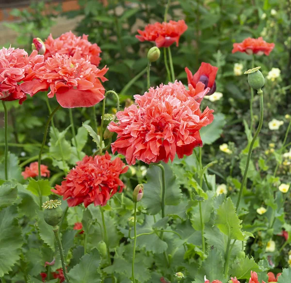 Fleurs rouges du coquelicot sur fond vert feuille Images De Stock Libres De Droits