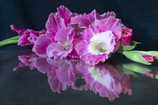 Gladiole de fleurs avec réflexion sur fond noir — Photo