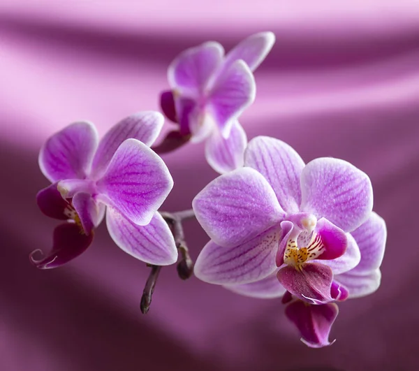 Orquídea de flor em belo fundo — Fotografia de Stock