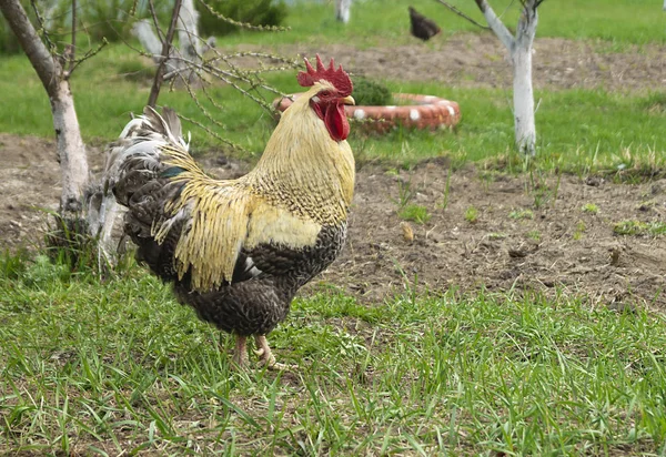 Polla con gallina sobre fondo de la hierba verde —  Fotos de Stock