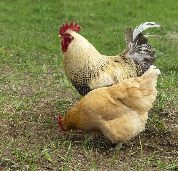 Петух с курицей на фоне зеленой травы — стоковое фото