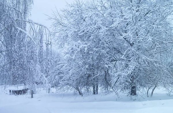 Зимовий фон зі снігом на гілці дерева — стокове фото