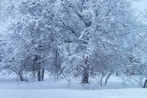 Fundo de inverno com neve na árvore de galhos — Fotografia de Stock