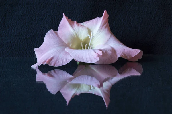 Gladiolo fiore con riflessione su sfondo nero — Foto Stock