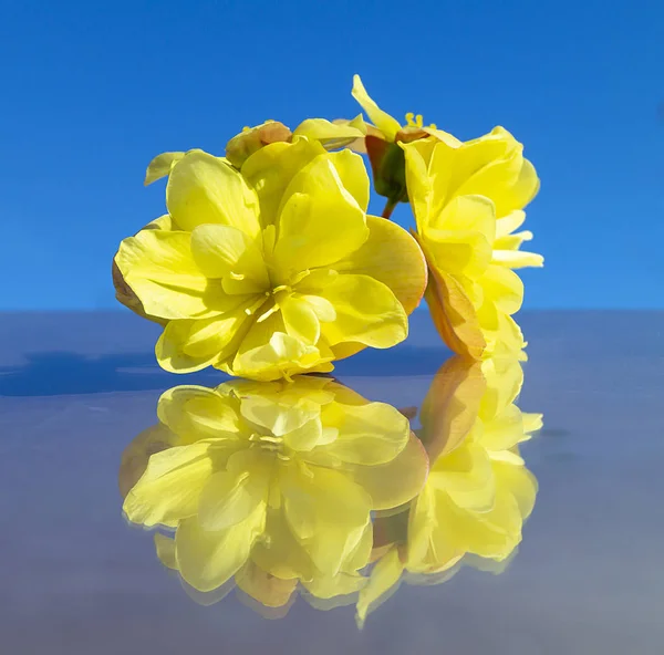 Çiçek begonyası mavi arka planda — Stok fotoğraf