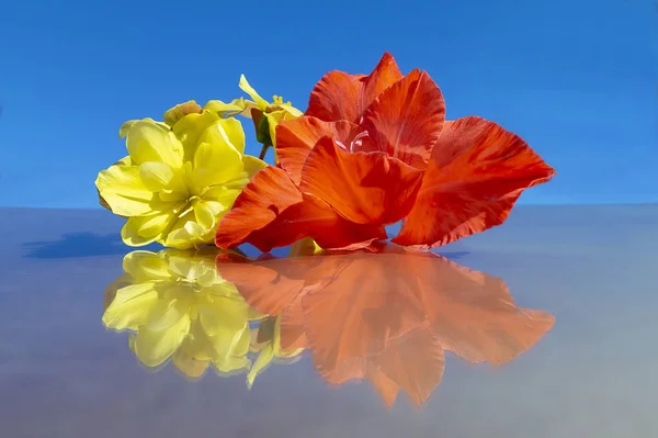 Kwiat begonii i gladiolus na tle włączyć niebieski — Zdjęcie stockowe