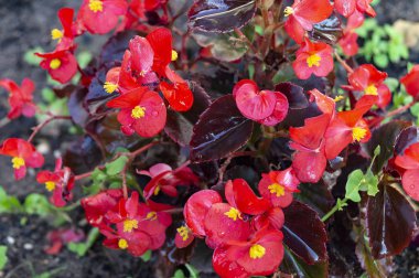 Koyu arka planda kırmızı çiçek begonya