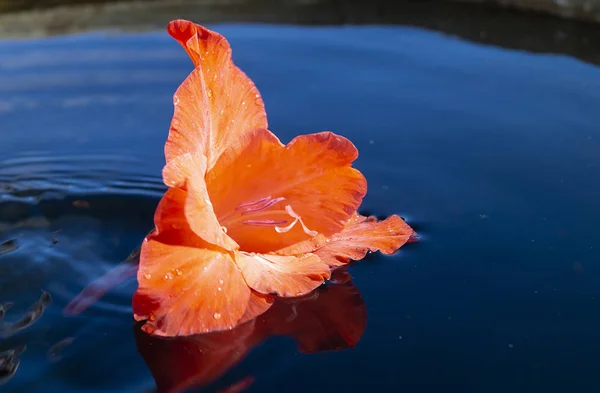 Gladiolo rosso su superfici d'acqua — Foto Stock