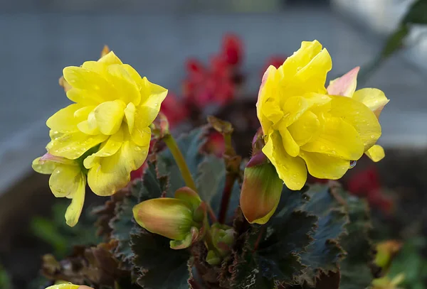 Begonia fiore su sfondo scuro — Foto Stock