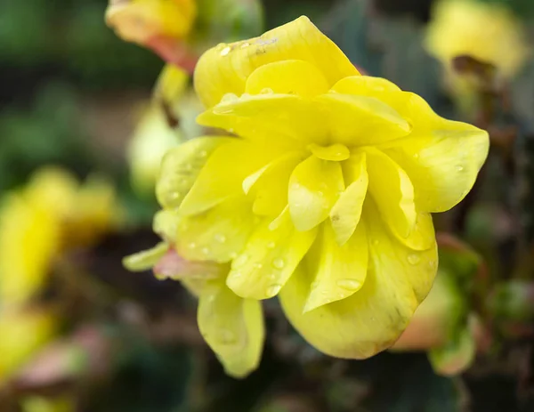 Begonia fiore su sfondo scuro — Foto Stock