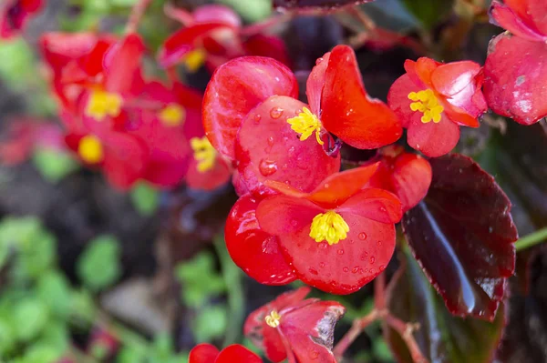 Koyu arka planda kırmızı çiçek begonya