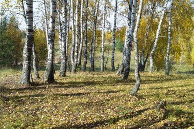 Sonbahara kadar huş ağaçlarıyla doğal arka plan