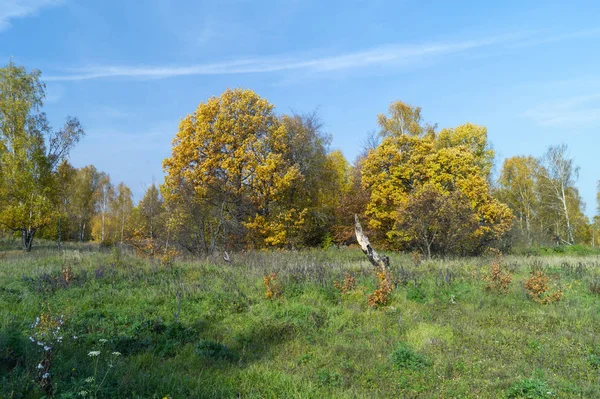 Fondo naturale con betulla da boschetto entro l'autunno — Foto Stock