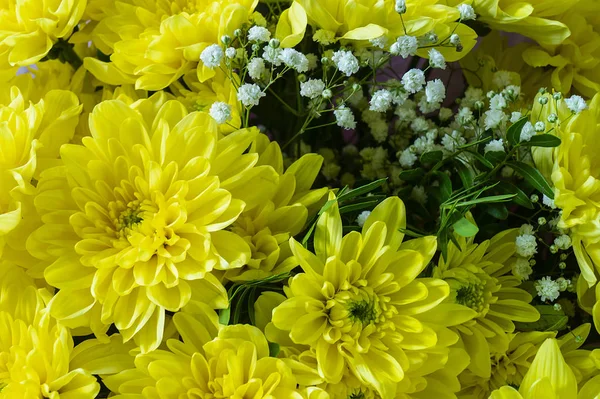 Bakgrund från vackra gula krysantemum — Stockfoto