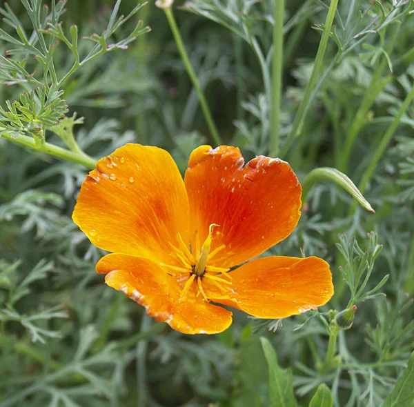 Bellissimo fiore arancione su sfondo foglio verde — Foto Stock