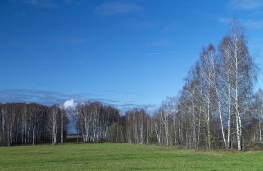 Birch koruluğu güneş gününde bahar mevsiminde