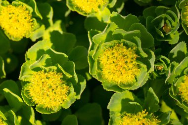 Green stems of Rhodiola rosea in the spring.The Beautiful background close-up. Plant is used for fabrication medicine clipart