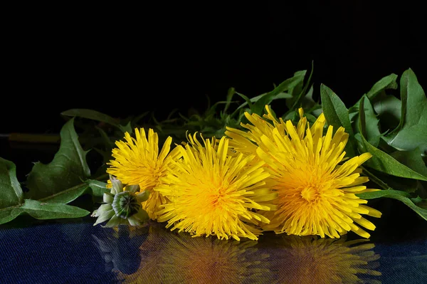 Kwiat Mniszka Refleksją Czarnym Tle Czas Wiosenny Piękny Naturalny Kwiat — Zdjęcie stockowe