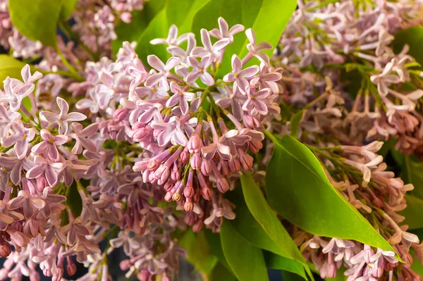 Printemps Fleurit Lilas Sur Fond Vert Feuille Fond Naturel Belle — Photo