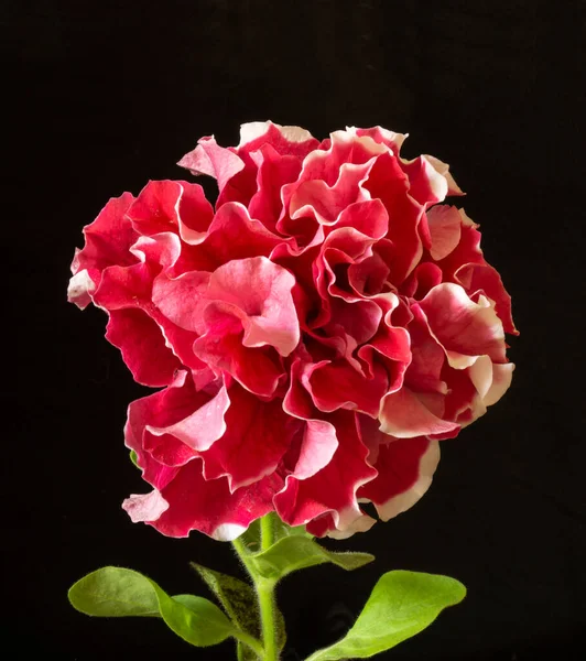 Double Pétunia Rouge Sur Fond Noir Fleur Avec Feuille Verte — Photo