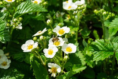  Çileklerin yeşermesi bahara kadar arka plandaki yeşil yaprak üzerinde olacak. Güneş Gününde doğal arkaplan.