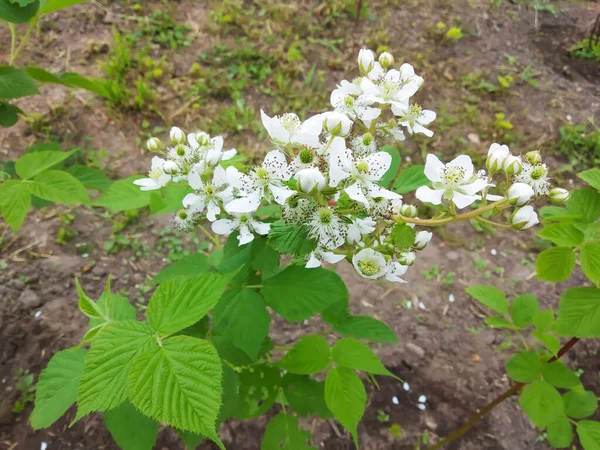 Flowering Bush Raspberry Green Sheet White Flower Spring Length Time — Stock Photo, Image