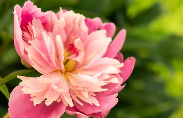Pivoine Rose Sur Lit Fleurs Solaires Printemps Fond Naturel État — Photo