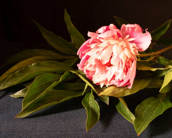 Peonia Fiore Sfondo Nero Primavera Time Rosebud Con Foglio Verde — Foto Stock