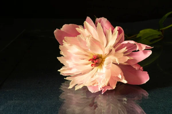 Çiçek şakayığı siyah arka planda yükseldi. Bahar mevsiminde gelişen çiçek. Doğal doğal arkaplan