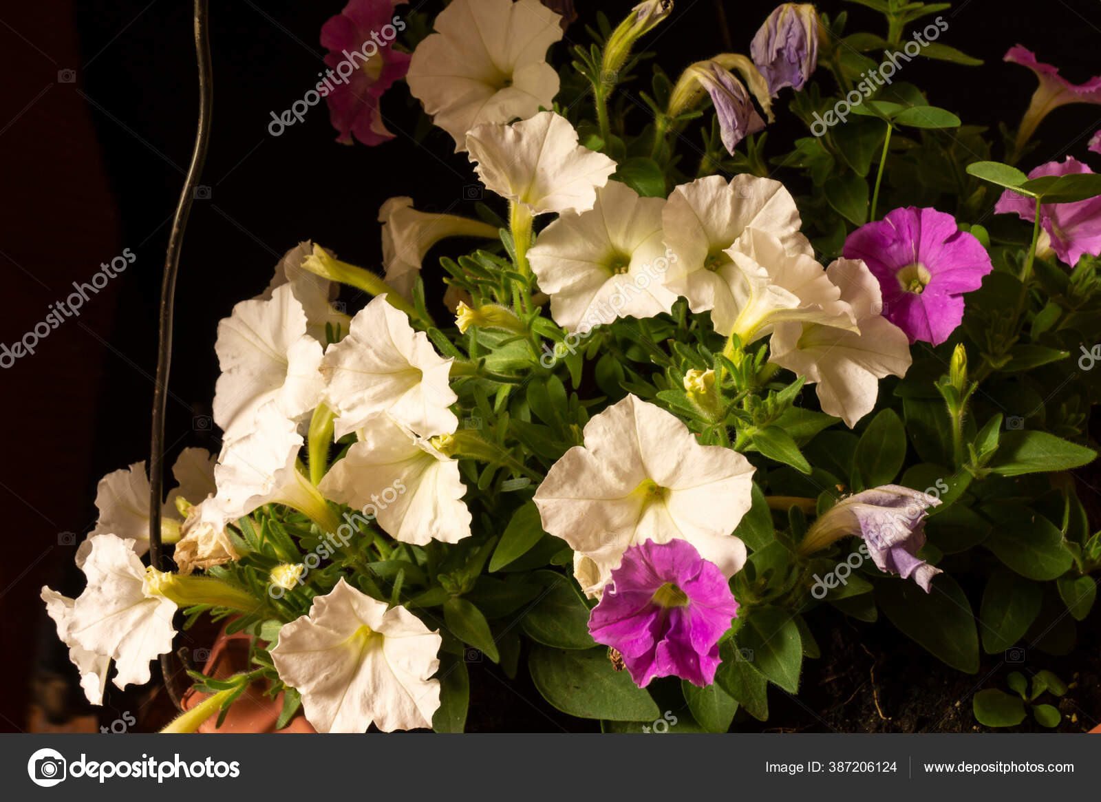 ポットの黒の背景に花ペチュニア 庭の春の長さで白とバラの花びら ストック写真 C Ovcerleonid ポットの黒の背景に花ペチュニア 庭の春の長さで白とバラの花びら ストック写真 C Ovcerleonid