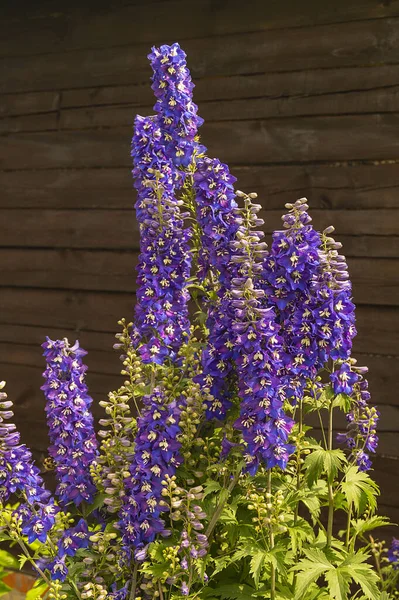 Delphinium Floral Année Terme Pour Fond Sombre Plante Toxique Avec — Photo