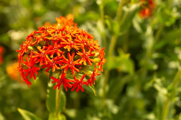 Lychnis Tle Zielonego Zioła Ogrodzie Roku Piękny Kwiat Słoneczny Dzień — Zdjęcie stockowe
