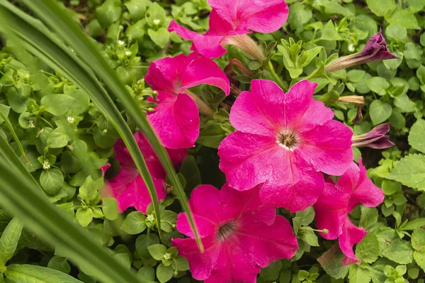 Fiore Petunia Rosa Giardino Sfondo Foglio Verde Sfondo Naturale Con — Foto Stock