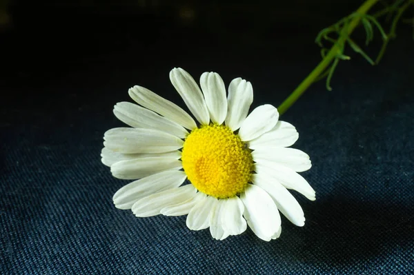 Blanching Daisywheel Green Stalk Black Background Spring Bouquet Reflection Glass — Stock Photo, Image