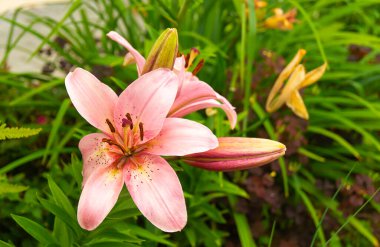 Arka plandaki çiçekli gül rengi yeşil çarşaf. Güneş günündeki bahar bahçesi, doğal arka plan.