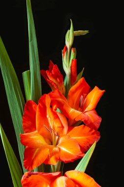 Siyah arka planda yeşil sayfası olan Kırmızı Gladiolus. İlkbahar uzunluğundaki güzel buket. Doğada Kpasota