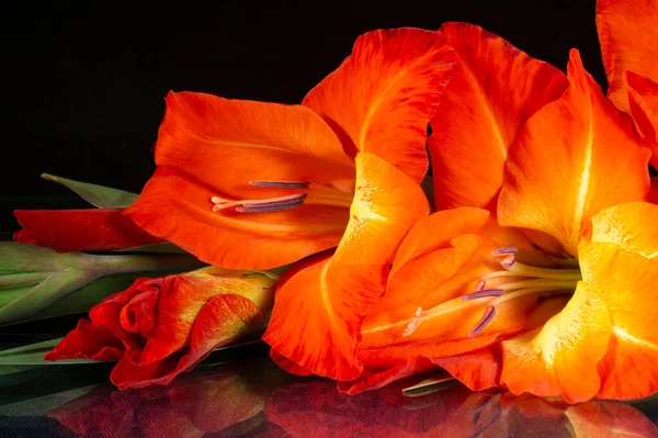 Gladiole Rouge Avec Feuille Verte Sur Fond Noir Couleur Bouquet — Photo