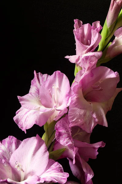 Belle Fleur Gladiolus Sur Fond Noir Pétale Gentille Avec Goutte — Photo