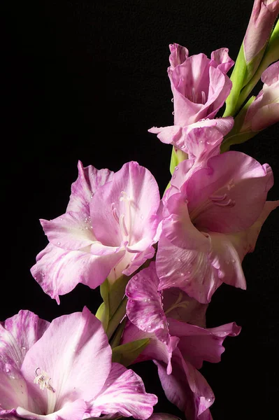 Den Vackra Blomman Gladiolus Svart Bakgrund Hedniska Kronblad Med Droppe Royaltyfria Stockbilder