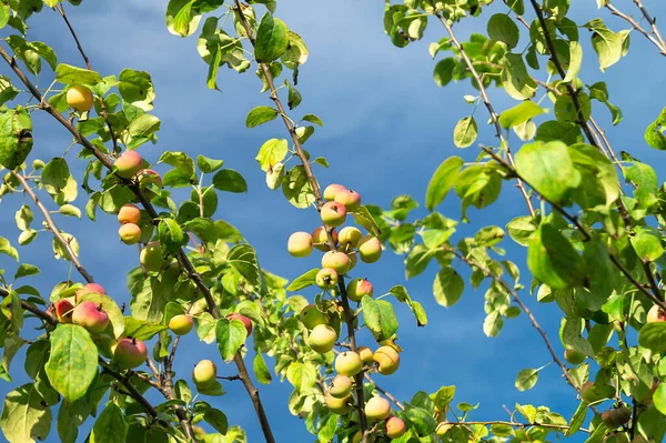 Apple Orchard Branch Apple Background Blue Sky Natural Background Ripe — Stock Photo, Image