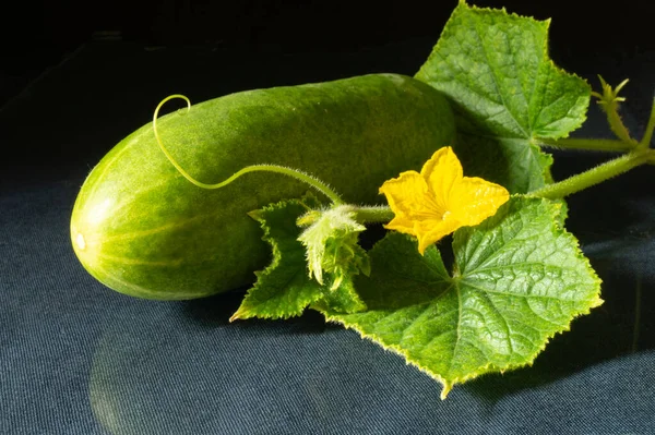 Yellow Flower Cucumber Green Sheet Table Vegetable Reflection Black Background — Stock Photo, Image