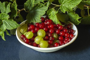 Kırmızı frenk üzümü, bektaşi üzümlü ve arka plan yeşil örtülü. Böğürtlenli siyahlı natürmort. Yıl içinde olgunlaşmış meyveler