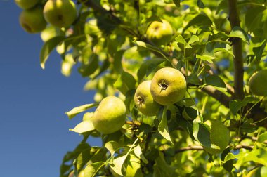 Arka planda mavi gökyüzü olan yeşil dal. Meyve bahçesinde doğal arka plan